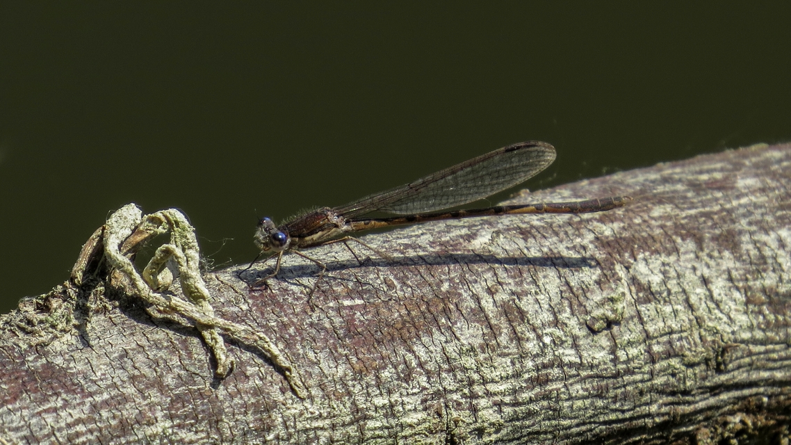 Sympecma fusca - téli rablószitakötő