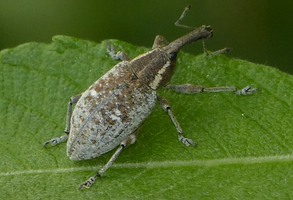 Lepyrus palustris - kétpettyes fűzormányos