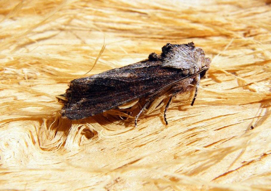 Egira conspicillaris - változékony szürkebagoly