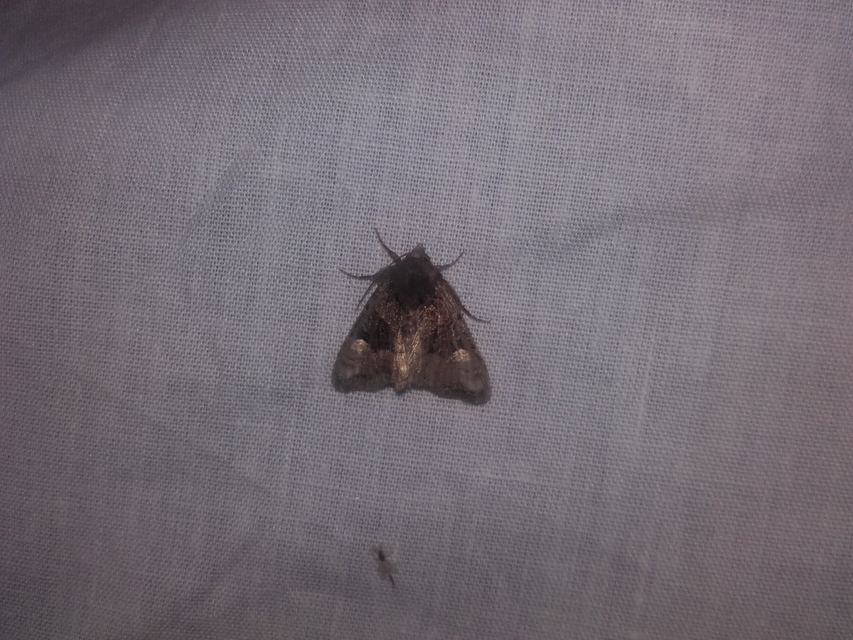 Euplexia lucipara - szeder-csipkésbagoly