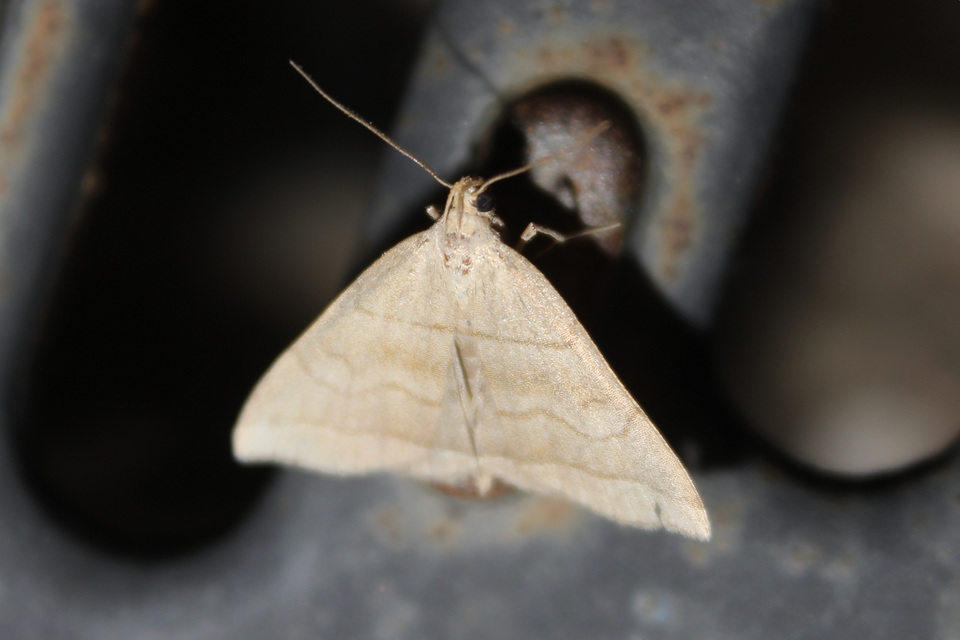 Herminia tarsicrinalis - szőröslábú karcsúbagoly