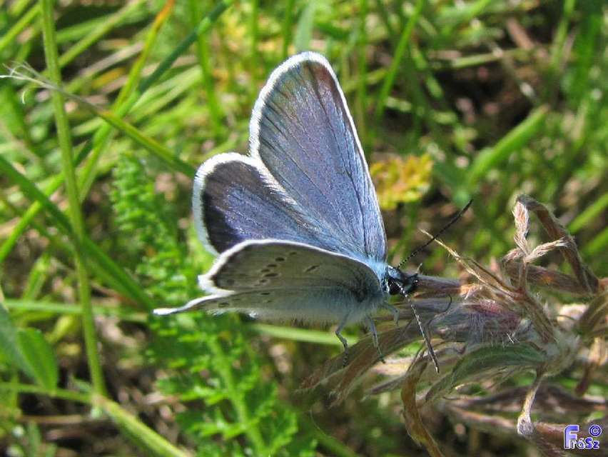 Plebejus argus - ezüstös boglárka