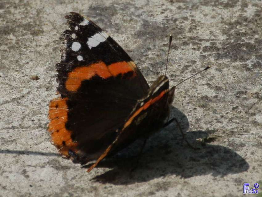 Vanessa atalanta - atalantalepke