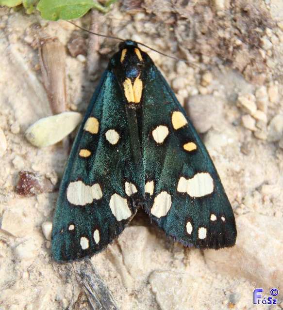 Callimorpha dominula - fémes medvelepke