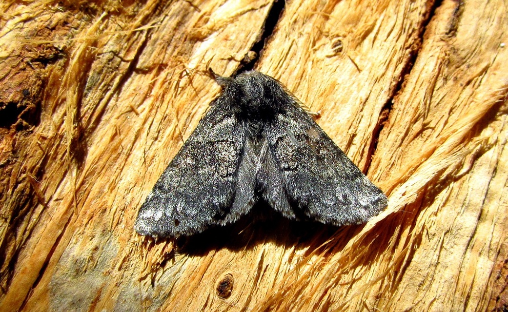 Gluphisia crenata - kormos púposszövő