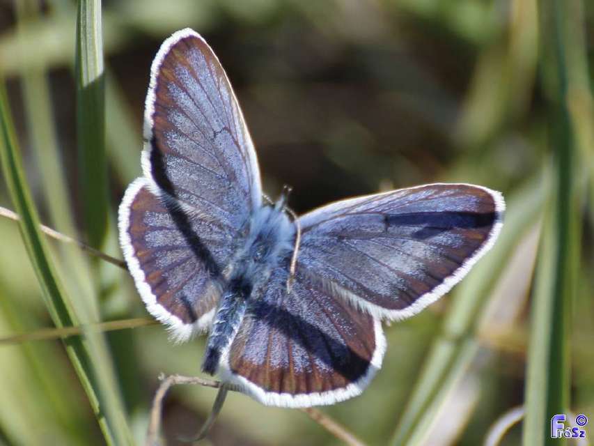 Plebejus argus - ezüstös boglárka