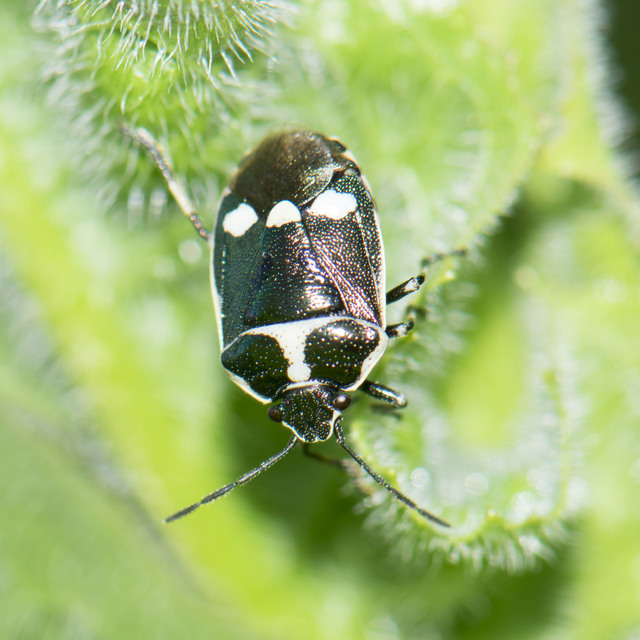 Eurydema oleracea - paréjpoloska Eurydema oleracea - paréjpoloska