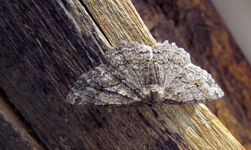 Ectropis crepuscularia - avararaszoló