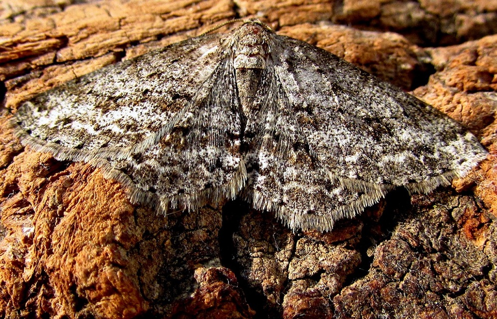 Ectropis crepuscularia - avararaszoló