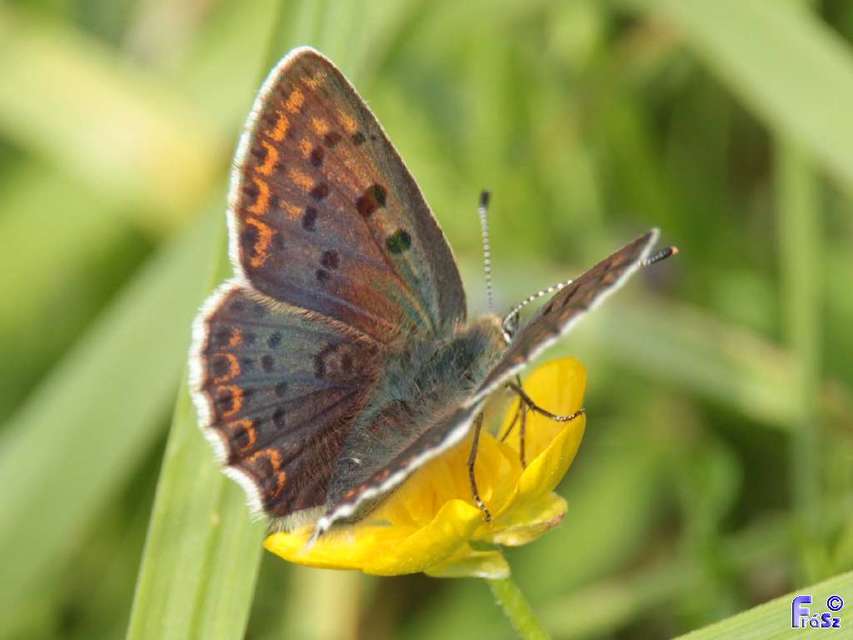 Lycaena tityrus - barna tűzlepke