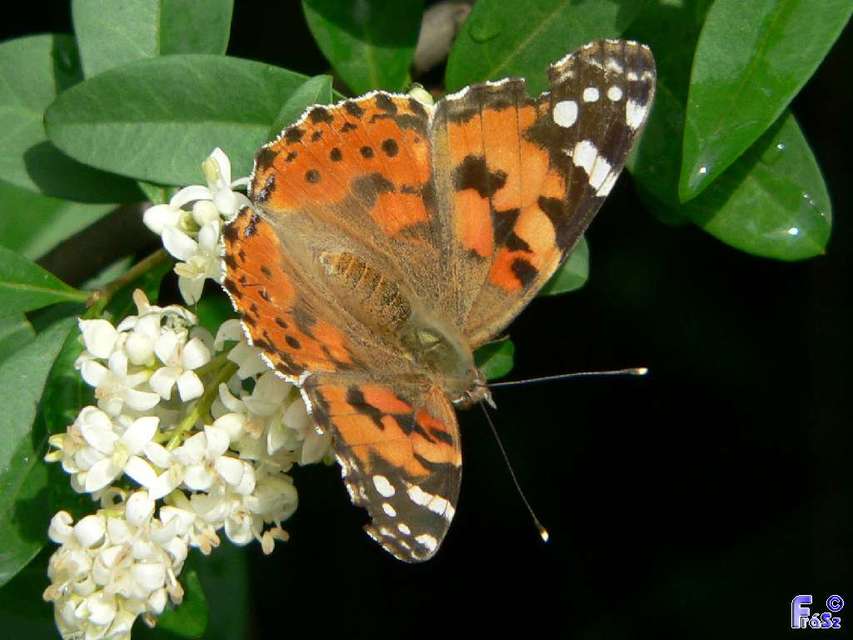 Vanessa cardui - bogáncslepke
