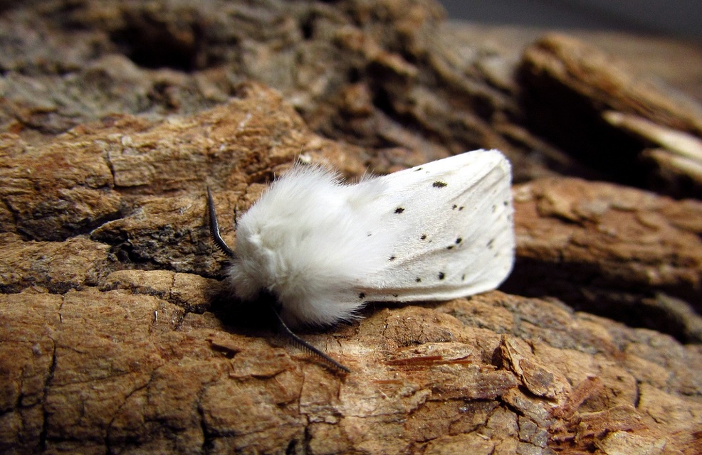 Spilosoma lubricipedum - tejszínű medvelepke