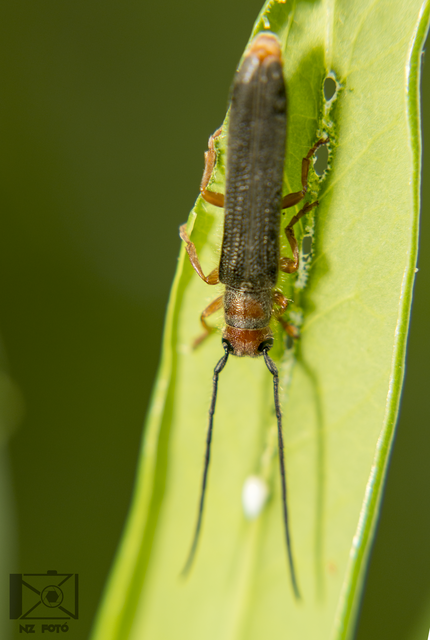 Oberea erythrocephala - pirosfejű kutyatejcincér