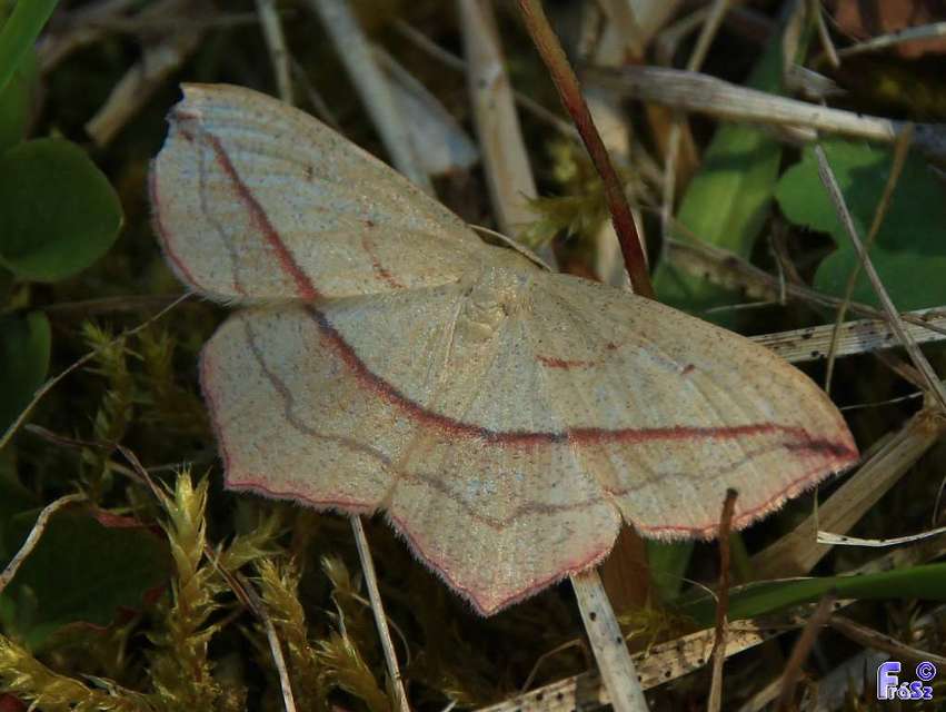 Timandra comae - piroscsíkos csipkésaraszoló