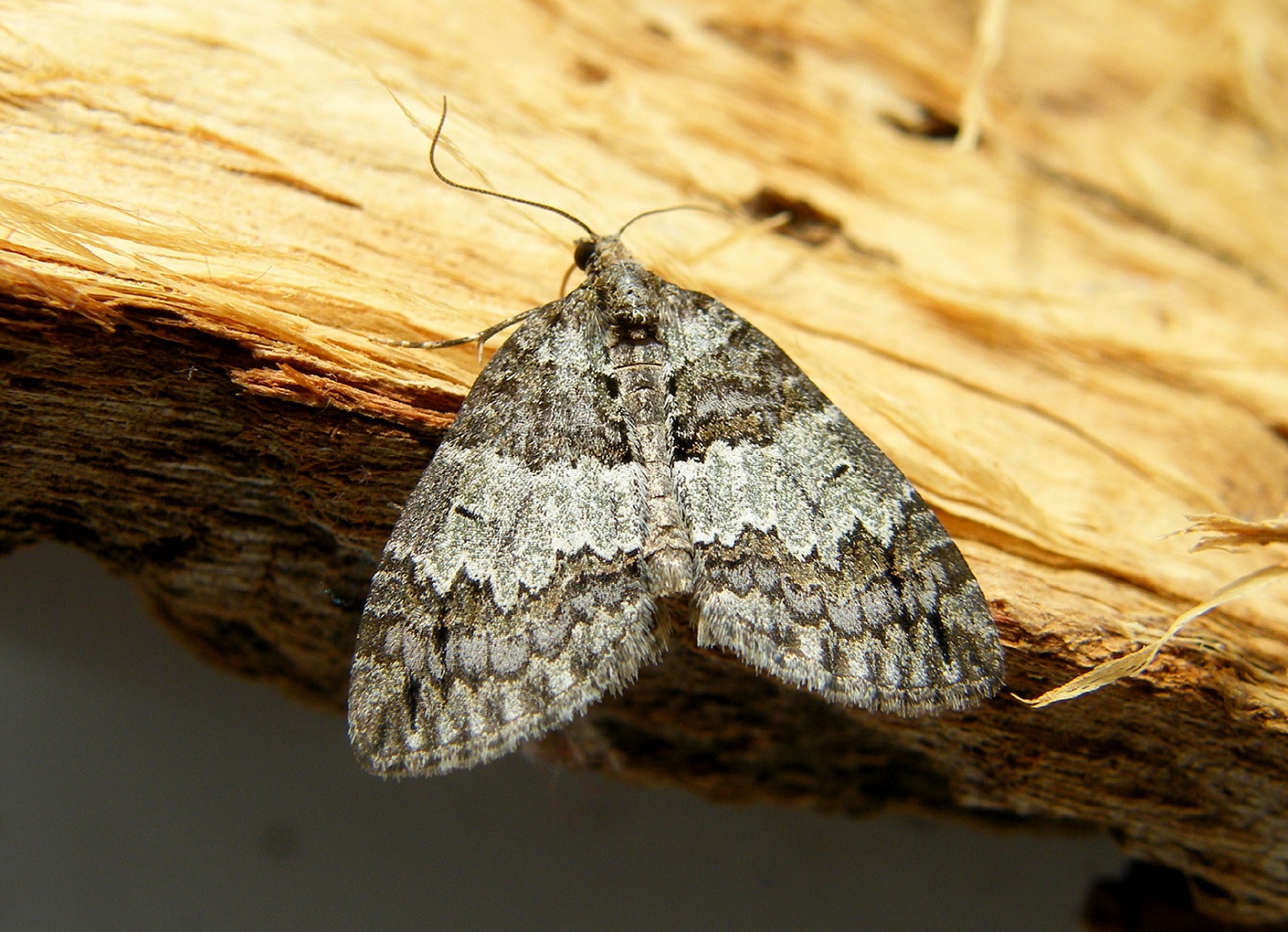Hydriomena impluviata - égerfa-araszoló