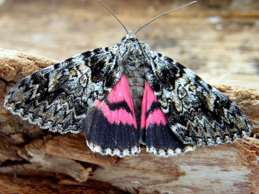 Catocala promissa - kis tölgyfa-övesbagoly
