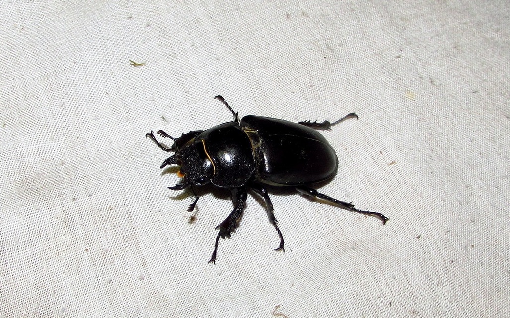 Lucanus cervus - nagy szarvasbogár