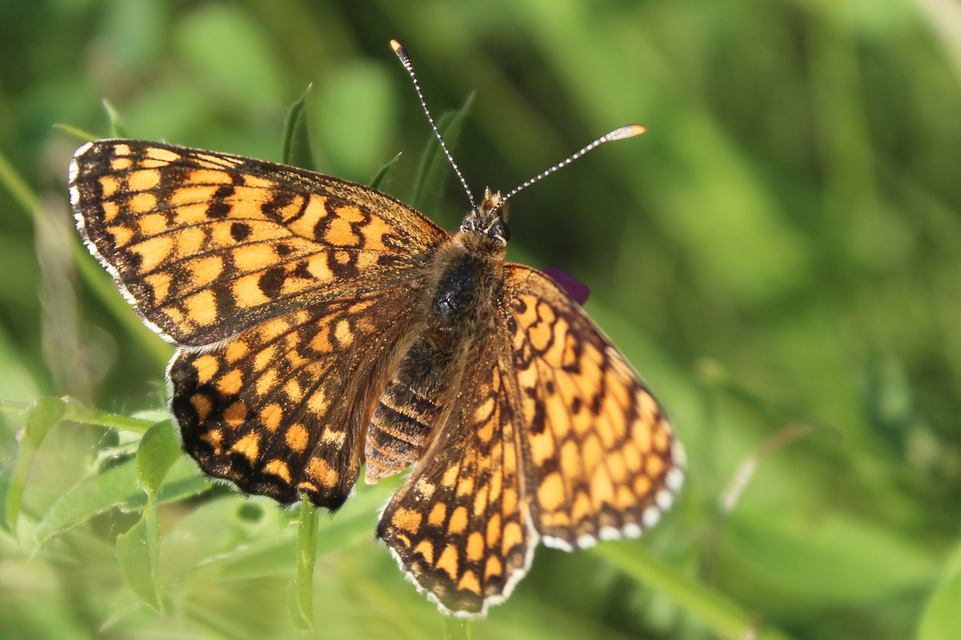 Melitaea phoebe - nagy tarkalepke