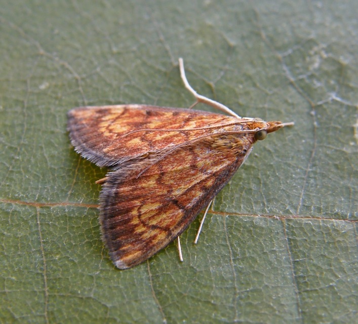 Ecpyrrhorrhoe rubiginalis - rozsdavörös tűzmoly