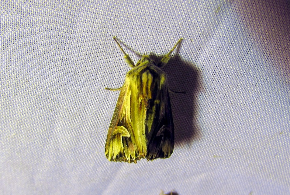 Actinotia polyodon - nagy sugarasbagoly