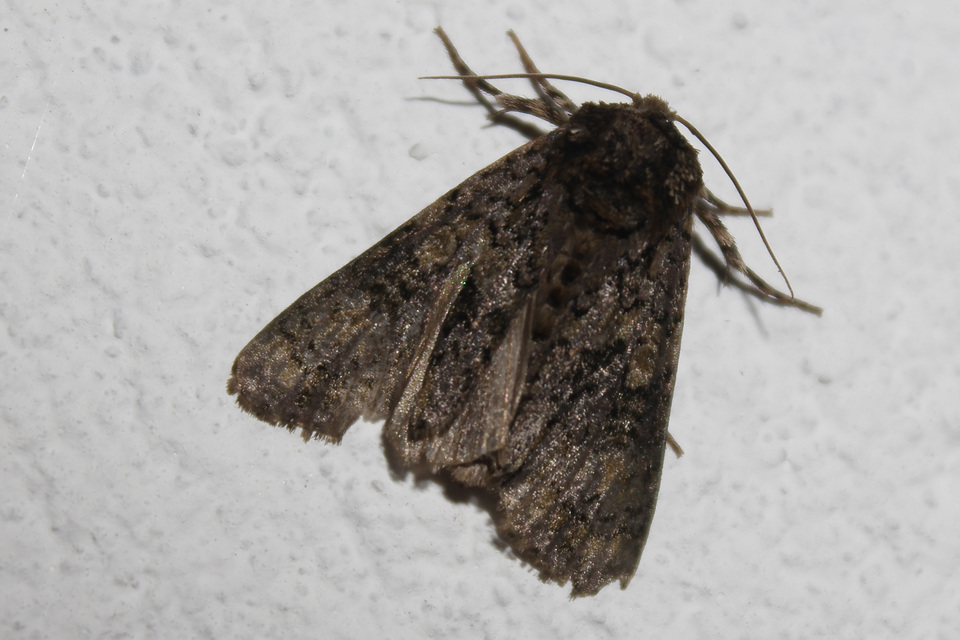 Craniophora ligustri - fagyalbagoly