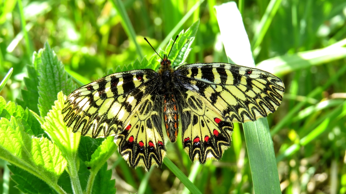 Zerynthia polyxena - farkasalmalepke