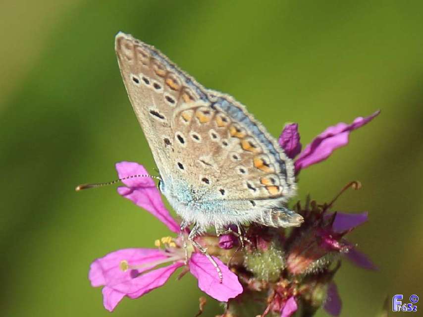 Polyommatus icarus - közönséges boglárka