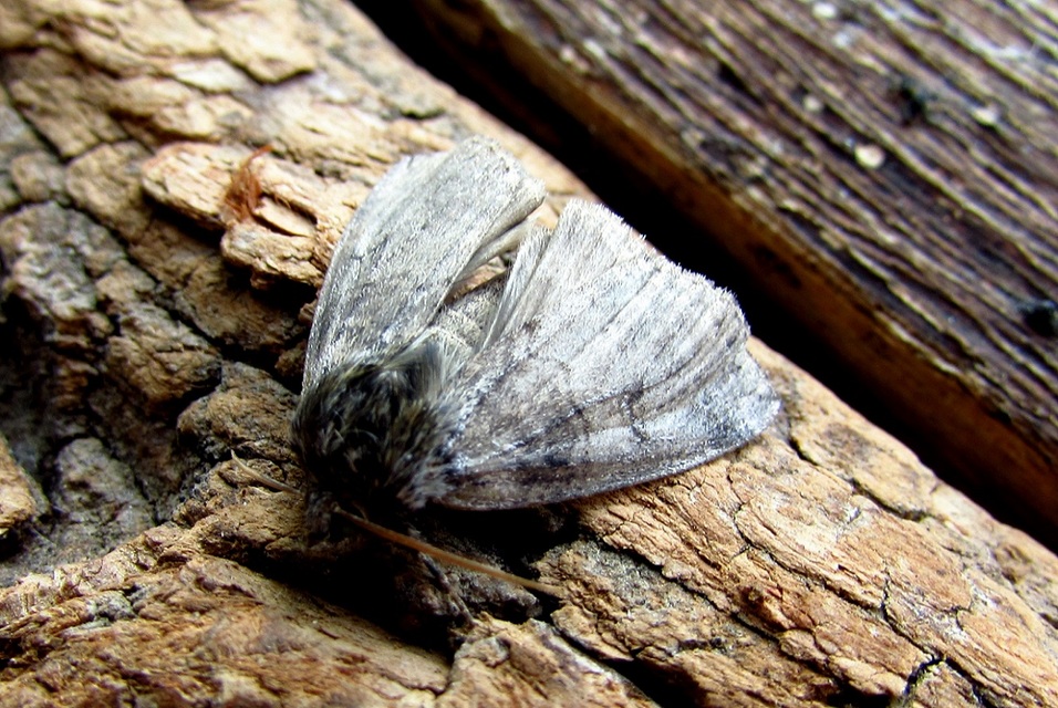 Ochropacha duplaris - égerlevél-pihésszövő