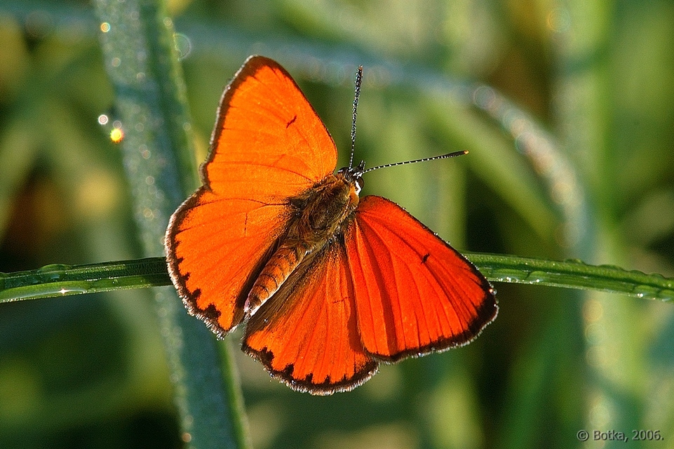 Lycaena dispar rutilus - nagy tűzlepke