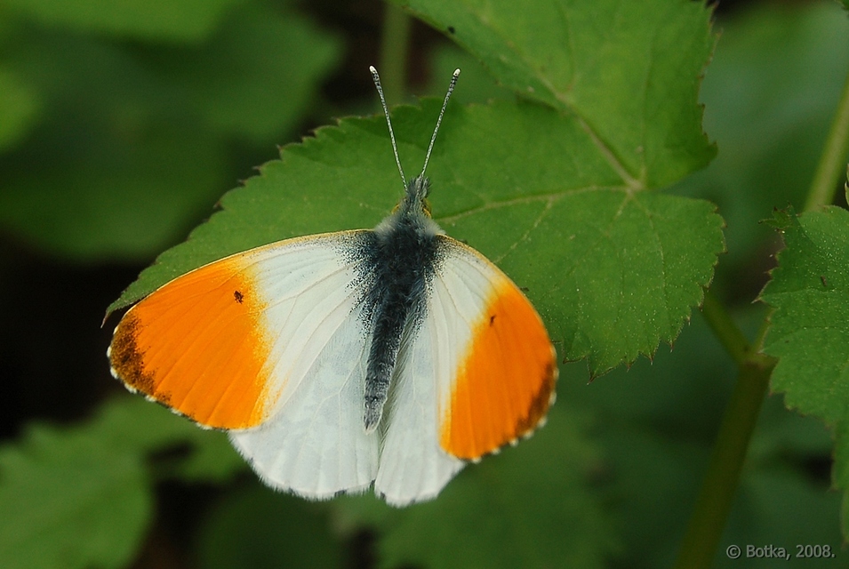 Anthocharis cardamines - hajnalpírlepke