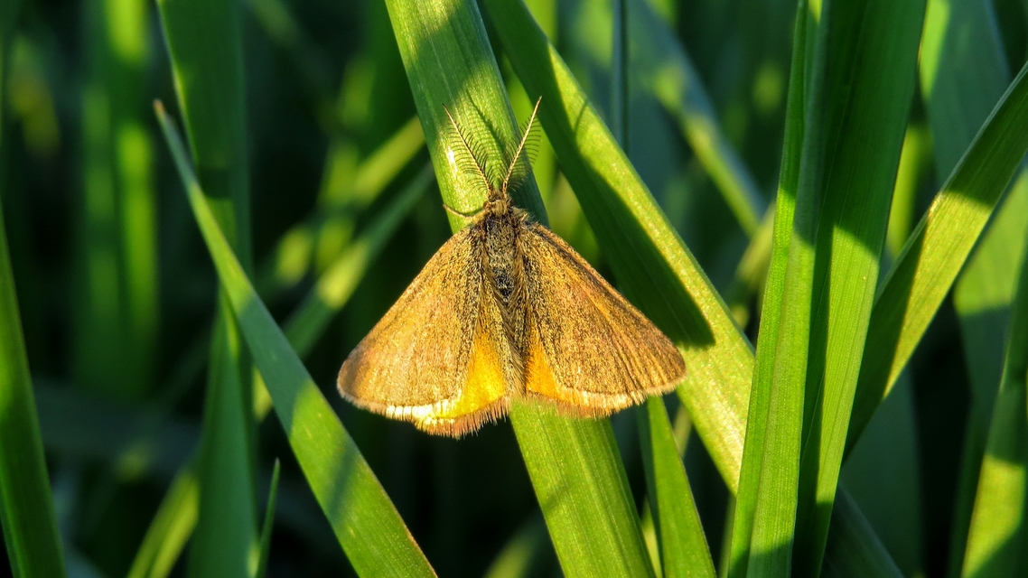 Lythria purpuraria - bíborsávos araszoló