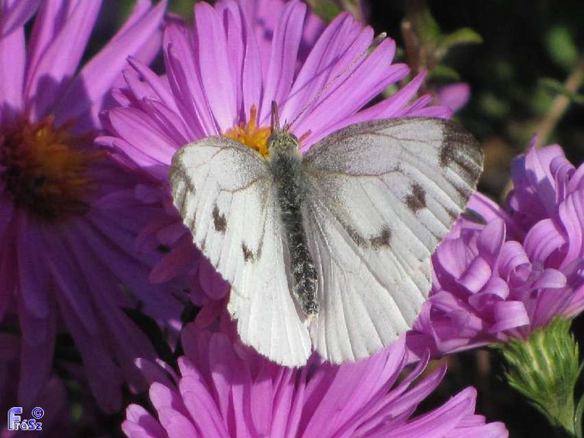 Pieris napi - repcelepke