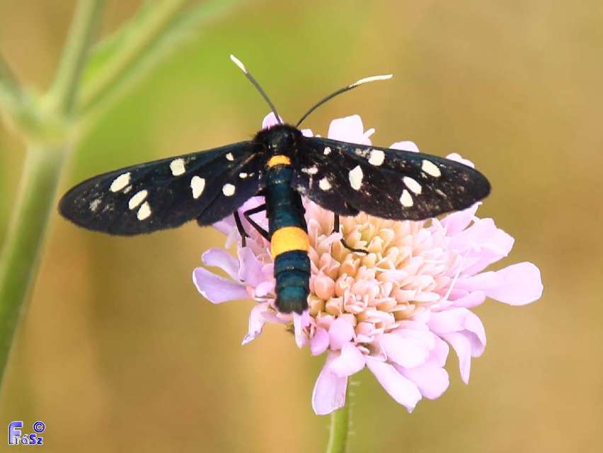 Amata phegea - fehérpettyes álcsüngőlepke
