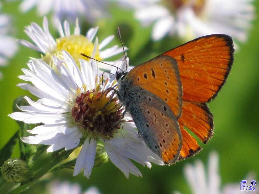 Lycaena dispar rutilus - nagy tűzlepke