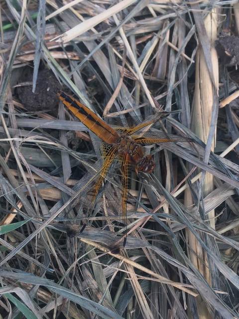 Libellula fulva - kisfoltos laposacsa
