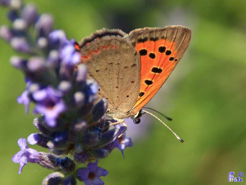 Lycaena phlaeas - közönséges tűzlepke