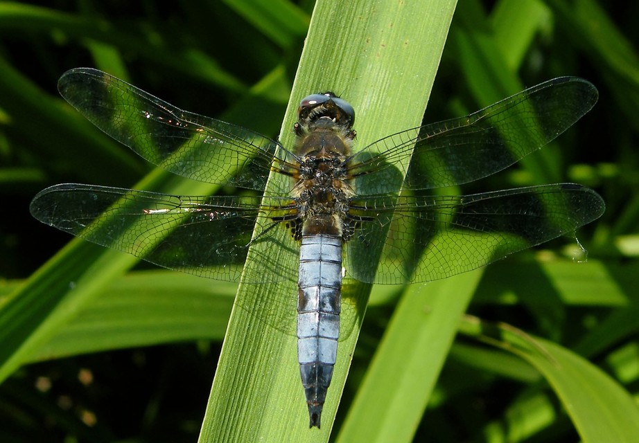 Libellula fulva - kisfoltos laposacsa