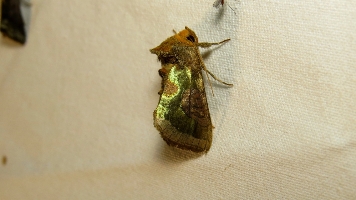 Diachrysia stenochrysis - rejtőző aranybagoly