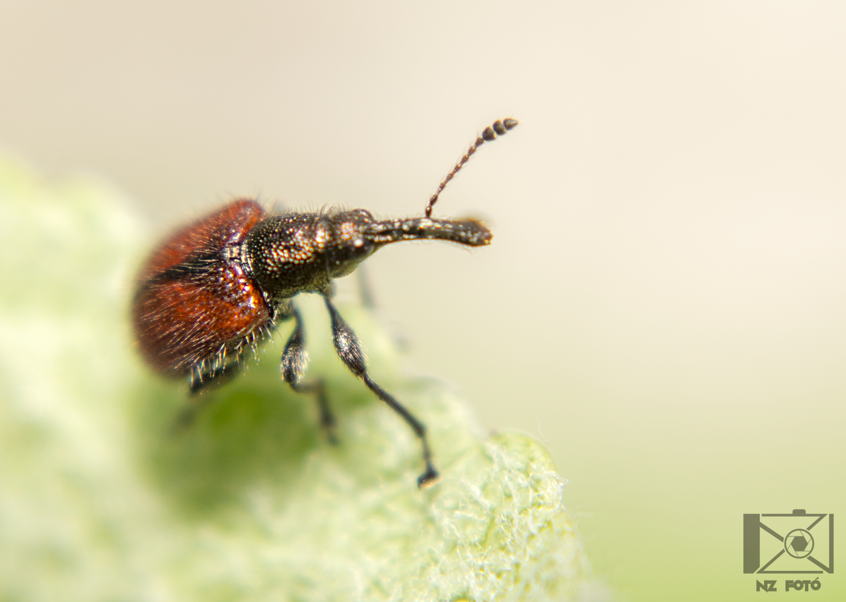 Tatianaerhynchites aequatus - piros kökényeszelény