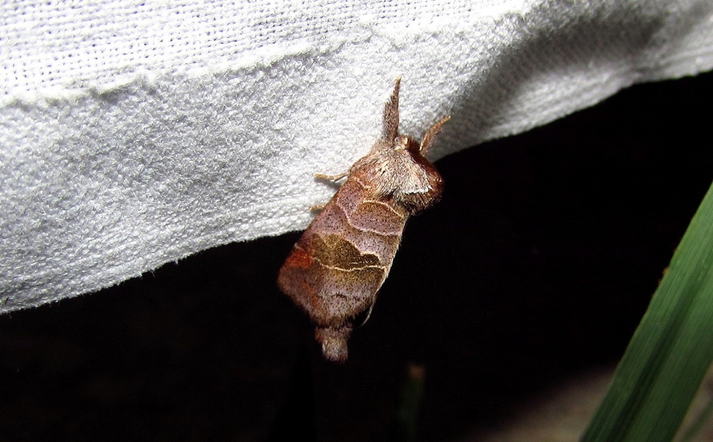 Clostera pigra - apró levélszövő