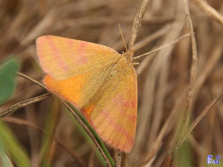 Lythria purpuraria - bíborsávos araszoló