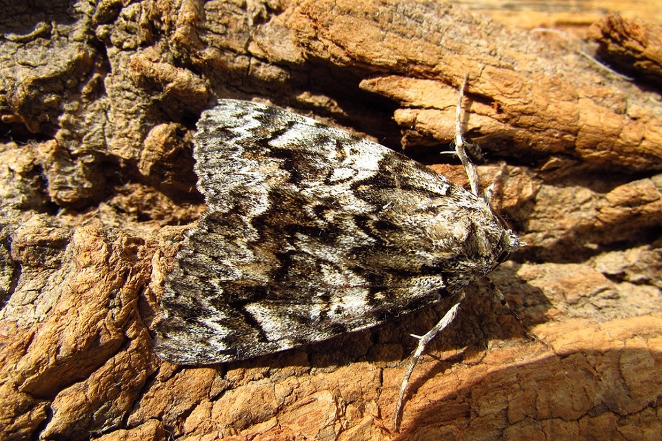Catocala promissa - kis tölgyfa-övesbagoly