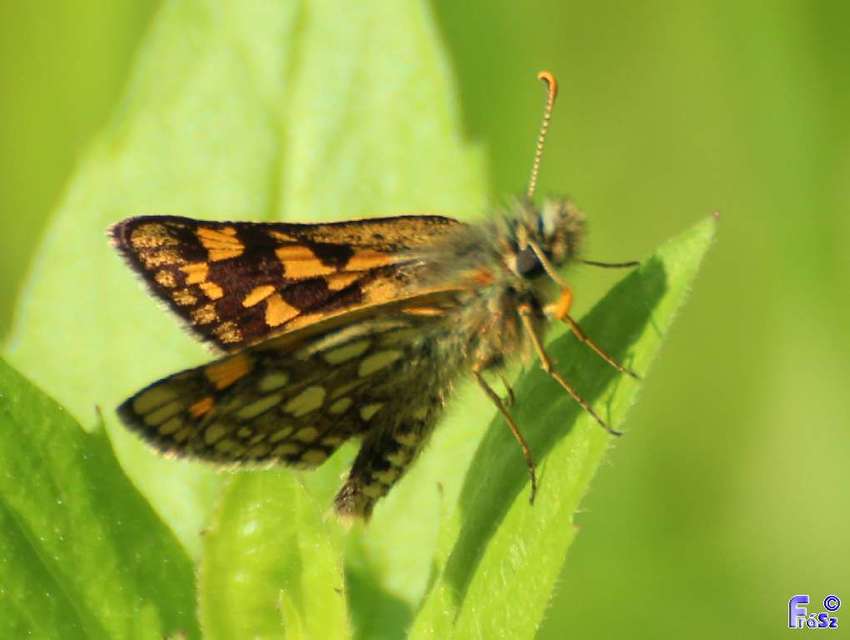 Carterocephalus palaemon - kockás busalepke