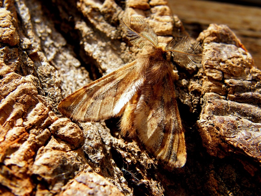 Ptilophora plumigera - tollas púposszövő