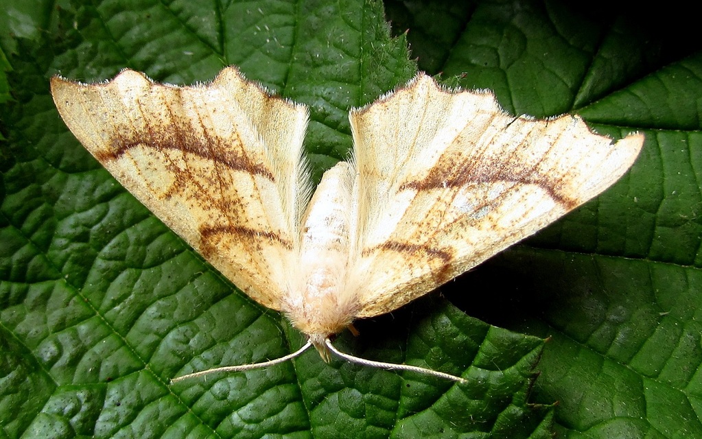 Ennomos quercinaria - tölgyfa-levélaraszoló