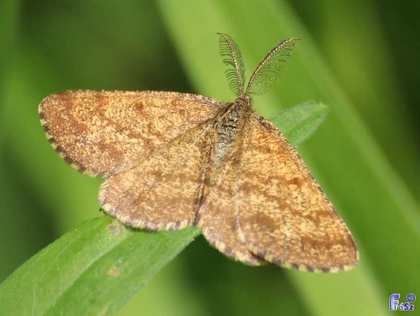 Ematurga atomaria - barna rétiaraszoló