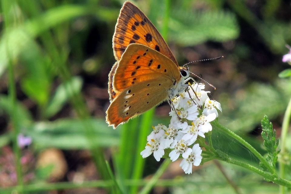 Lycaena virgaureae - arany-tűzlepke