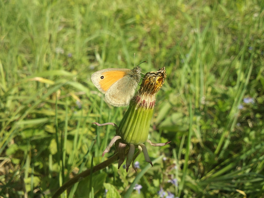 Coenonympha pamphilus - kis szénalepke