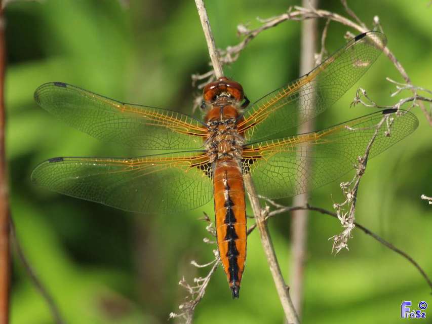 Libellula fulva - kisfoltos laposacsa