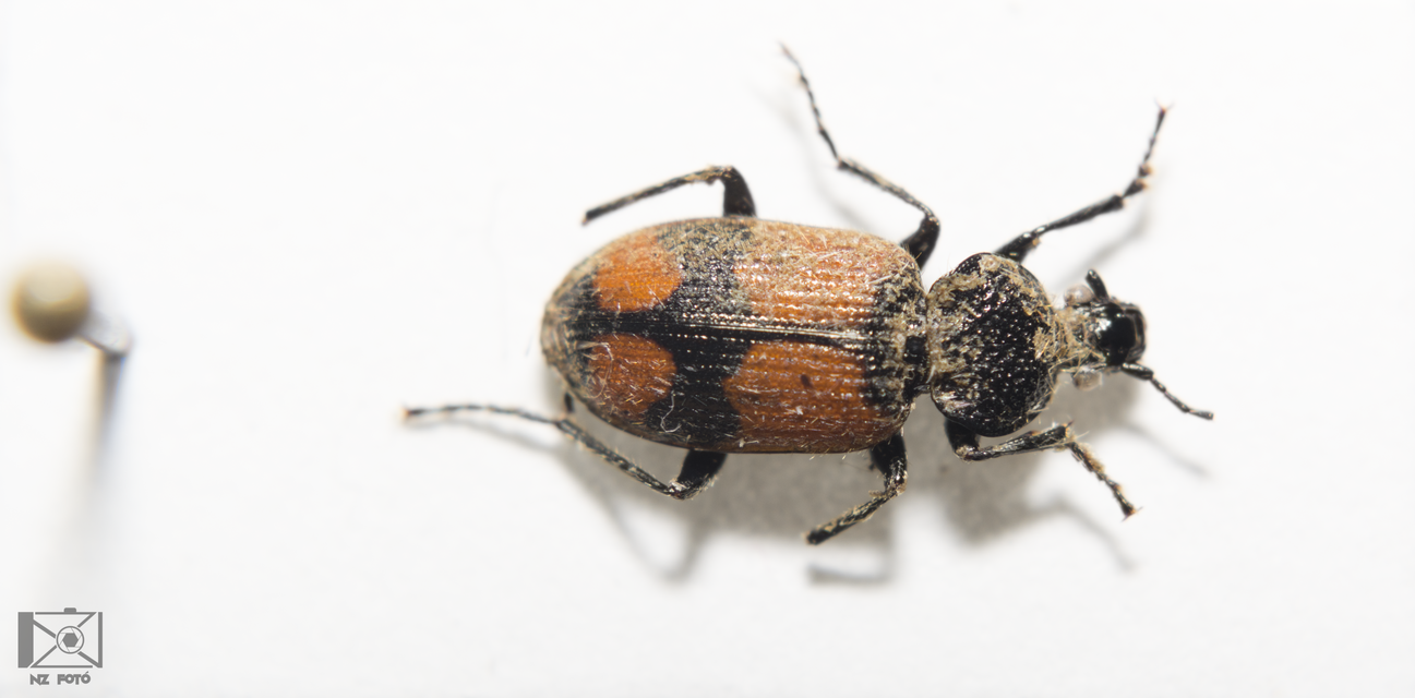Panagaeus cruxmajor - nagy keresztesfutó